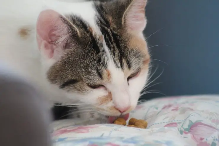 Minino comiendo Minino comiendo