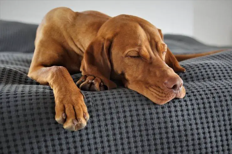 Comida para perros estreñidos Comida para perros estreñidos