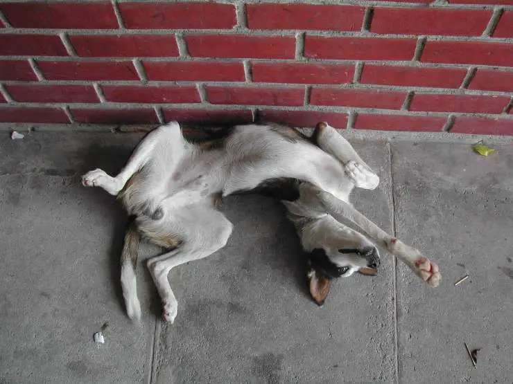 Perro estreñido Perro estreñido