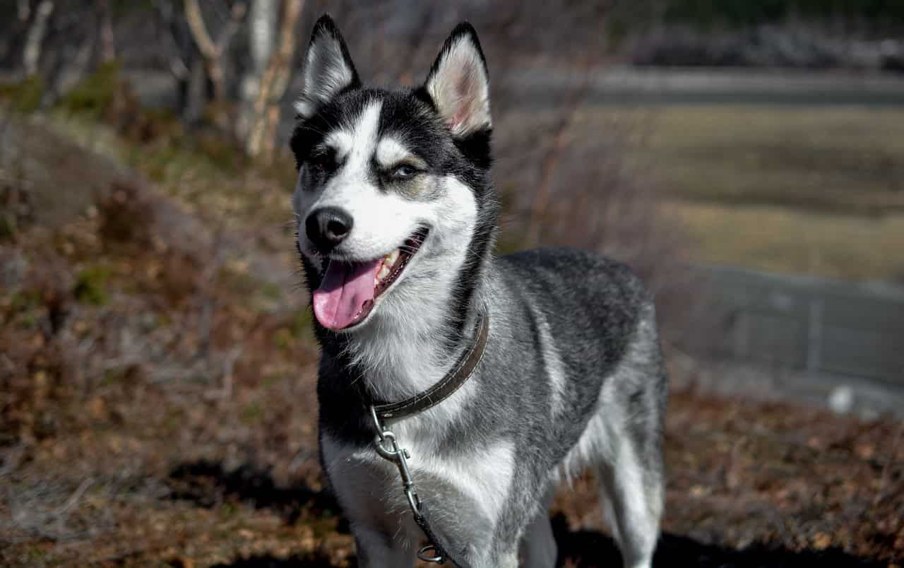 perro husky sonriente
