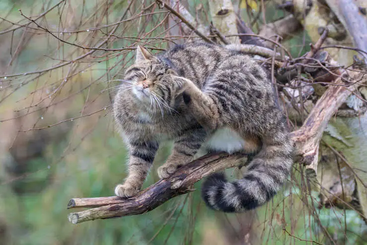 Razas de gatos extintos: los gatos domésticos y salvajes desaparecieron para siempre 🥇 Vida con ...