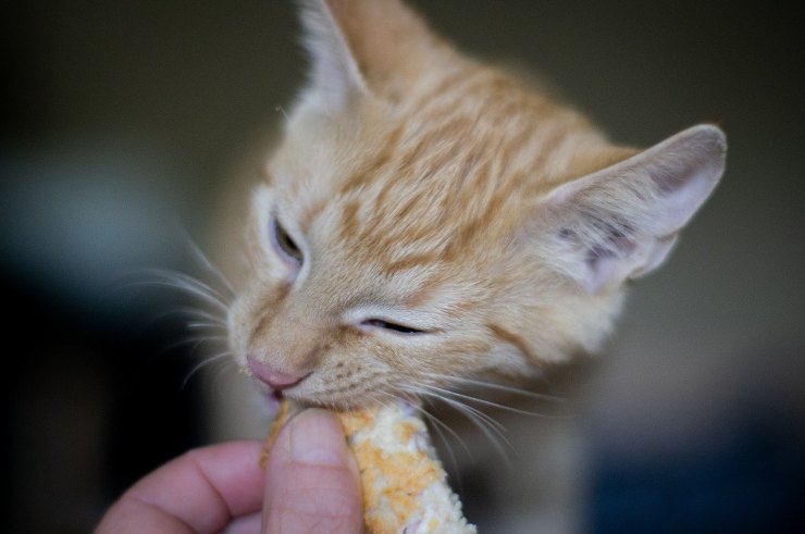 Dieta incorrecta para el gato Dieta incorrecta para el gato