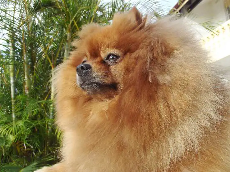 Naranja pomerania Naranja pomerania