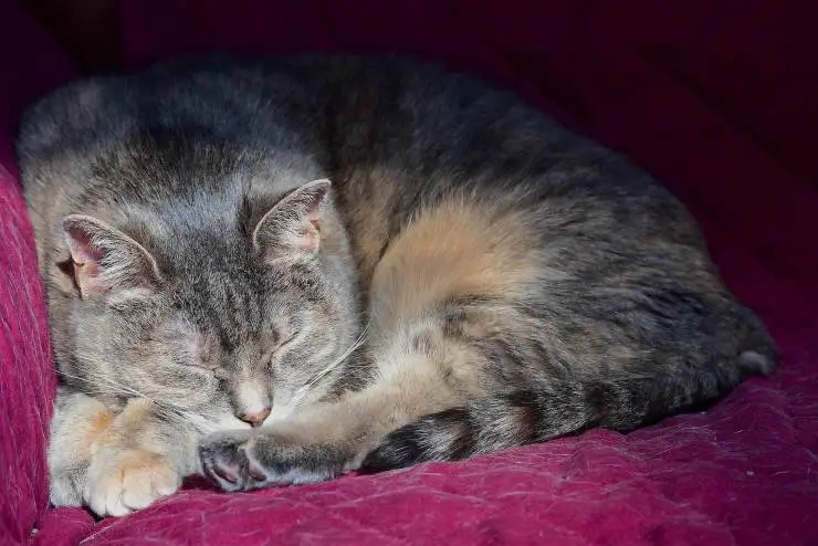Gato durmiendo Gato durmiendo