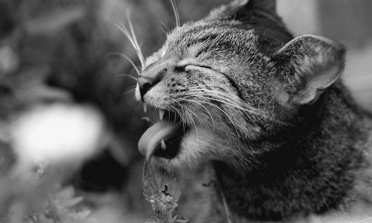 Gato bostezando Gato bostezando