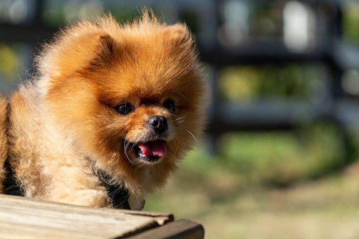 Curiosidades sobre el Volpino di Pomerania Curiosidades sobre el Volpino di Pomerania