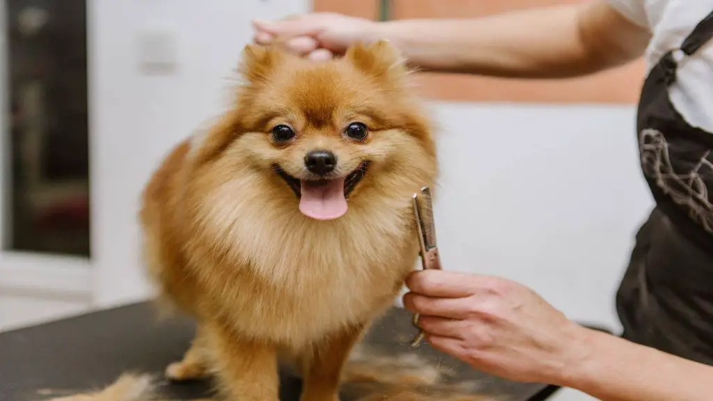 Curiosidades sobre el Volpino di Pomerania todos los
