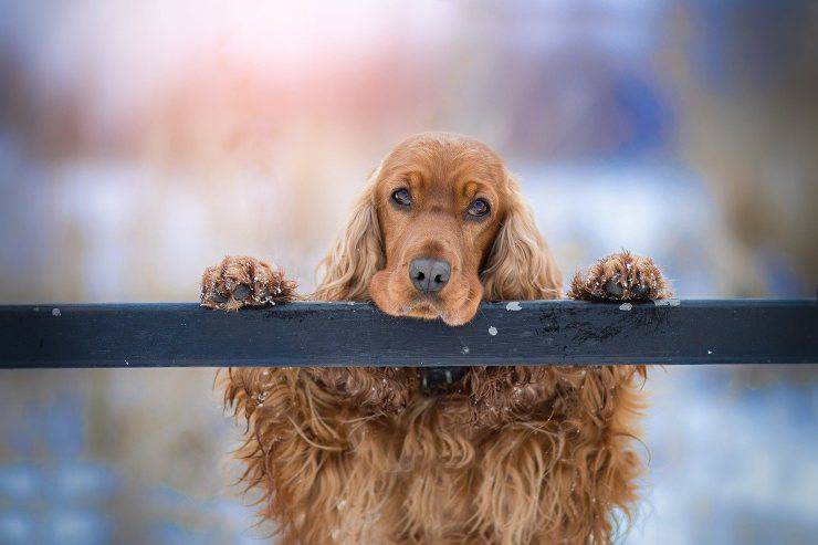 Cocker Cocker