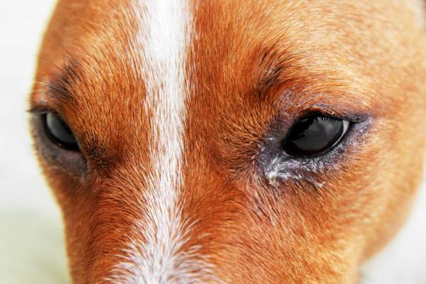 Blefaritis en perros: síntomas y tratamiento: tipos de blefaritis en perros 