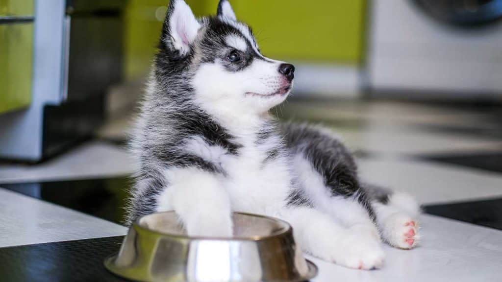 Que alimentar al husky siberiano: nutrición adecuada - Vida con Mascotas ▷➡️