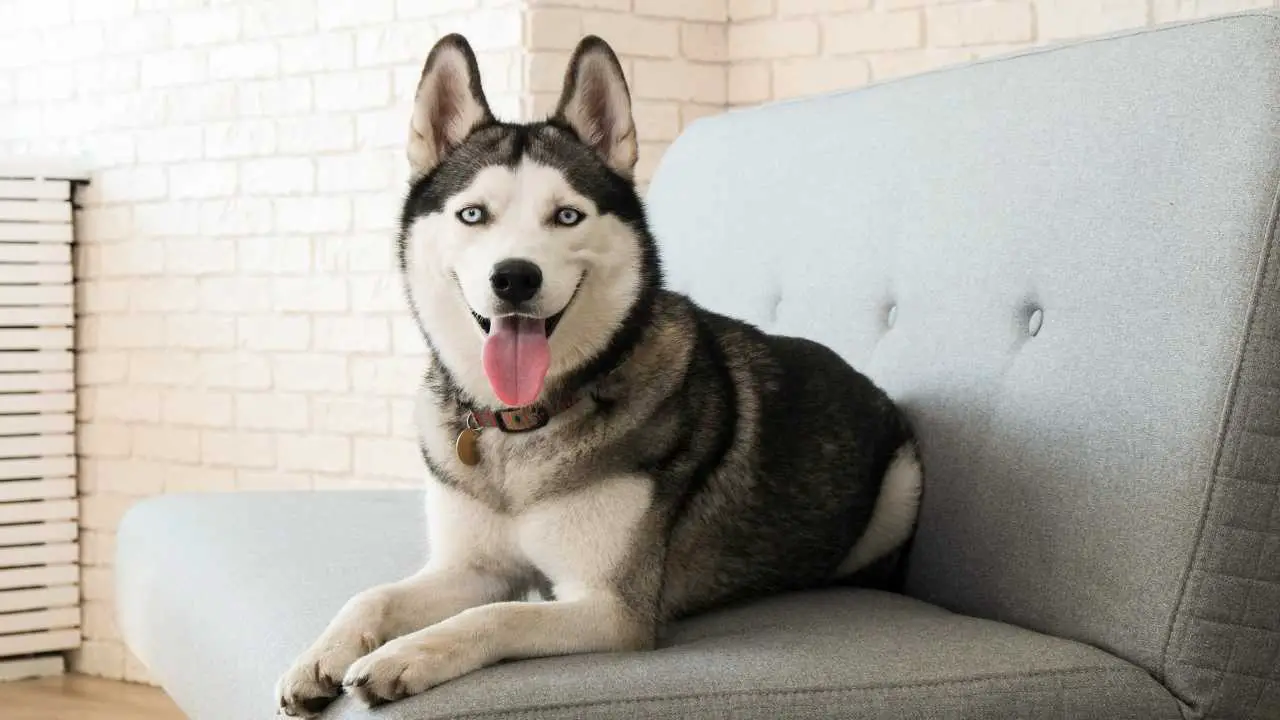 Curiosidades sobre el husky siberiano: cosas que debe saber sobre esta raza  - Vida con Mascotas ▷➡️