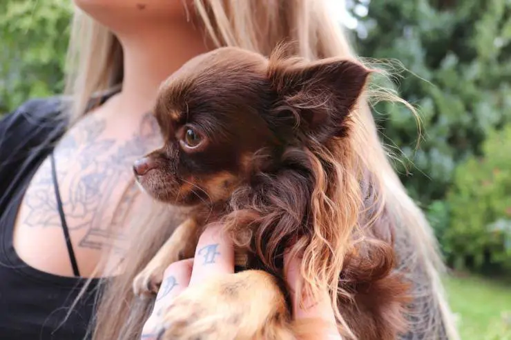 El perro se rasga el pelo El perro se rasga el pelo