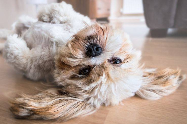 Fido tiene problemas Fido tiene problemas