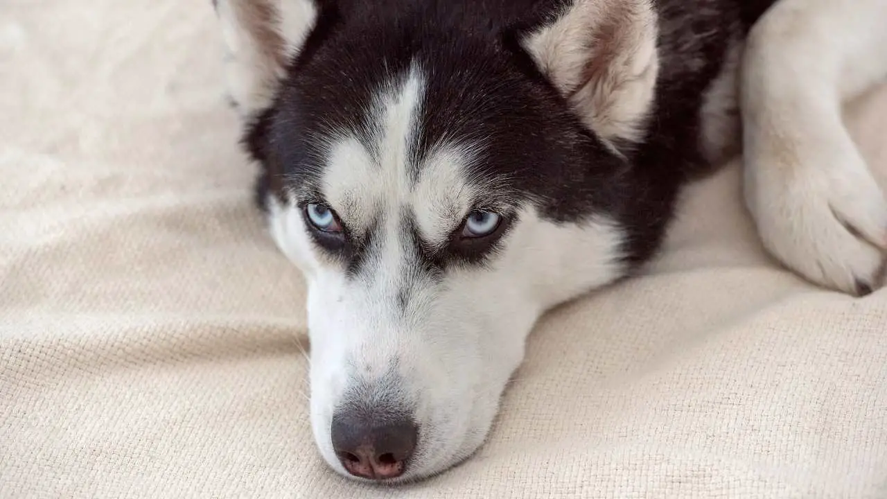 Enfermedades más comunes del husky siberiano: hereditarias y adquiridas. -  Vida con Mascotas ▷➡️