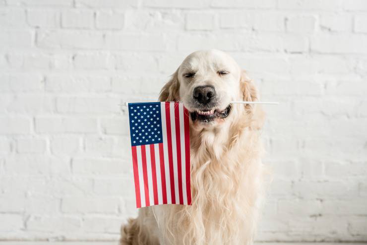 perros de origen americano perro con bandera