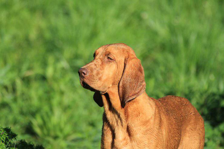 Coonhound de hueso rojo