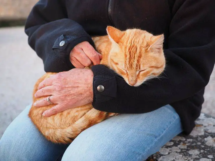 El gato no quiere que lo acaricien El gato no quiere que lo acaricien