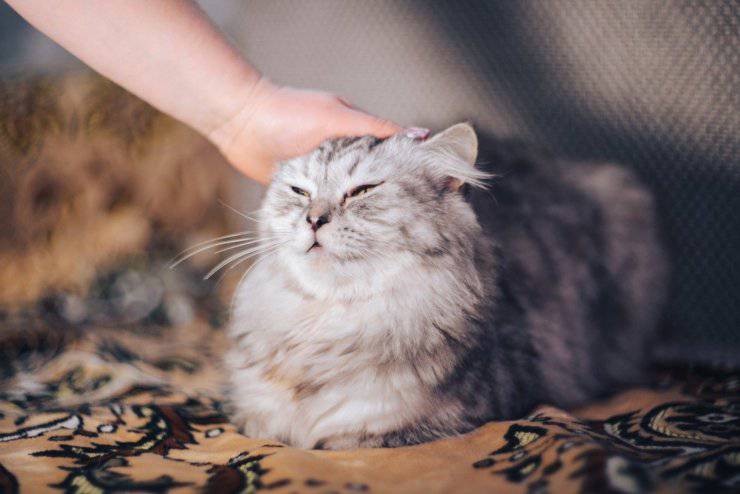 Cómo y dónde no acariciar al gato Cómo y dónde no acariciar al gato