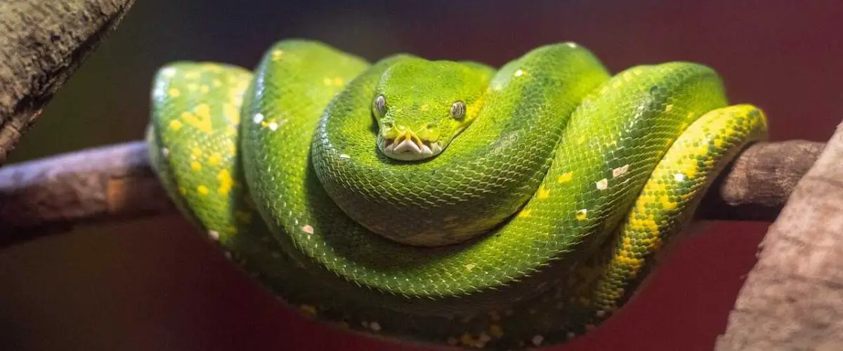 ¿Cuáles son los reptiles más grandes del mundo lista de