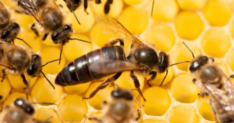 Abeja reina: que la diferencia de otras abejas y como se elige - Vida con  Mascotas ▷➡️
