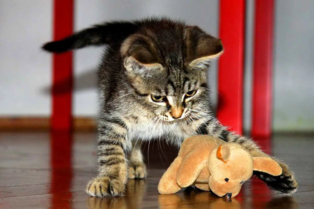 Gatito jugando (Foto Pixabay)