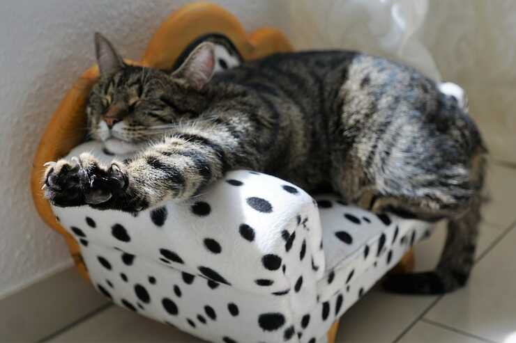 estiramiento de gato (Foto Pixabay)