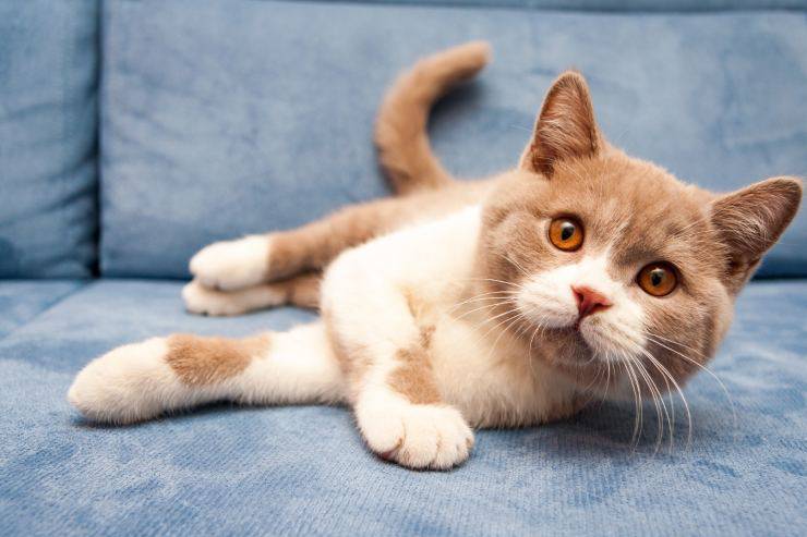 Lesión en las orejas del gato. Lesión en las orejas del gato.