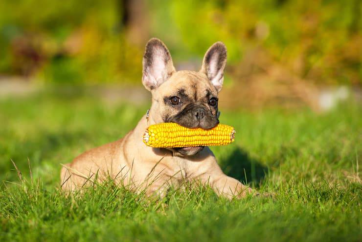 Pueden los perros comer maíz? Que saber sobre esta comida - Vida con  Mascotas ▷➡️