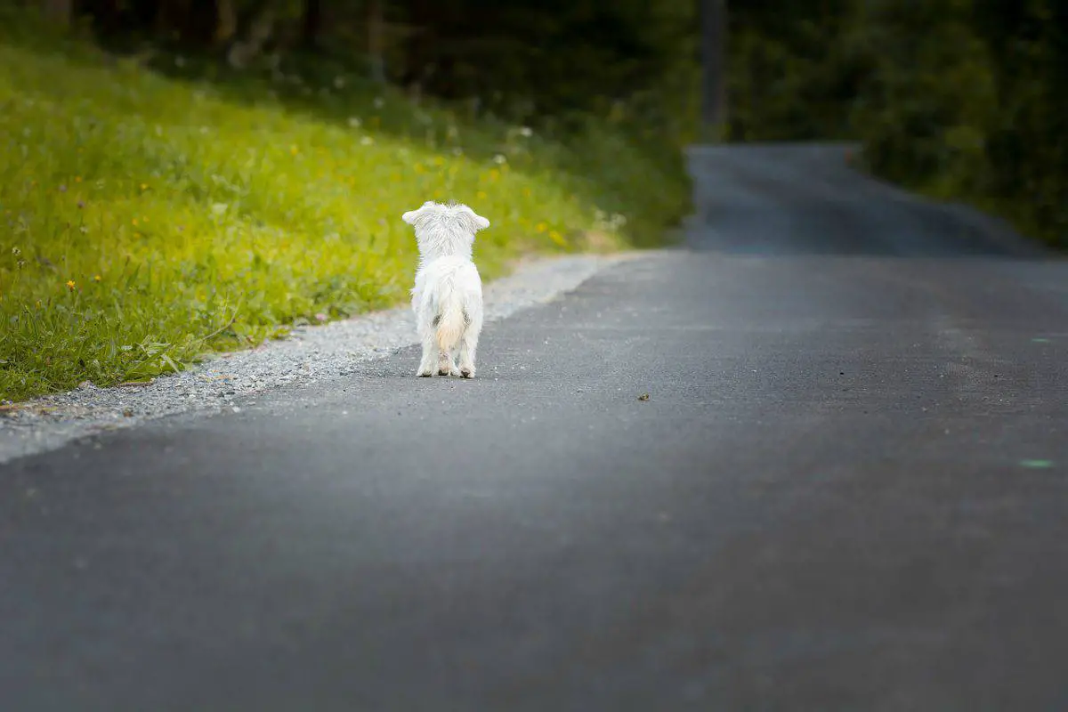 Abandono de animales