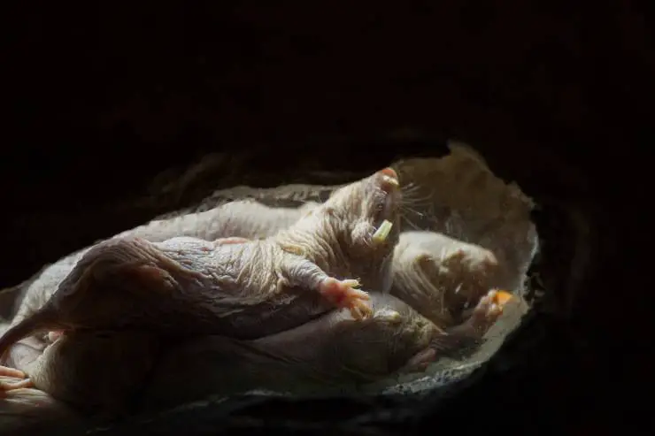 habitat topo talpa nudo topo talpa nudo tana