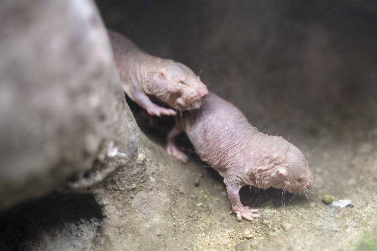 pequeño ratón topo desnudo cachorros de rata topo desnudos