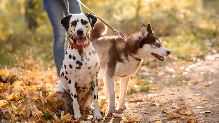 husky y dálmata