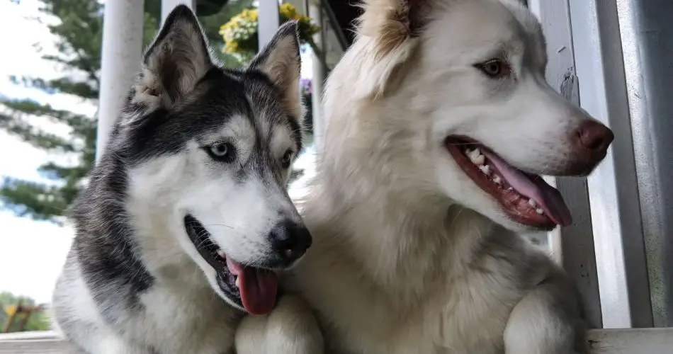 Razas de perros compatibles con el Husky siberiano: compañeros de  habitación perfectos - Vida con Mascotas ▷➡️