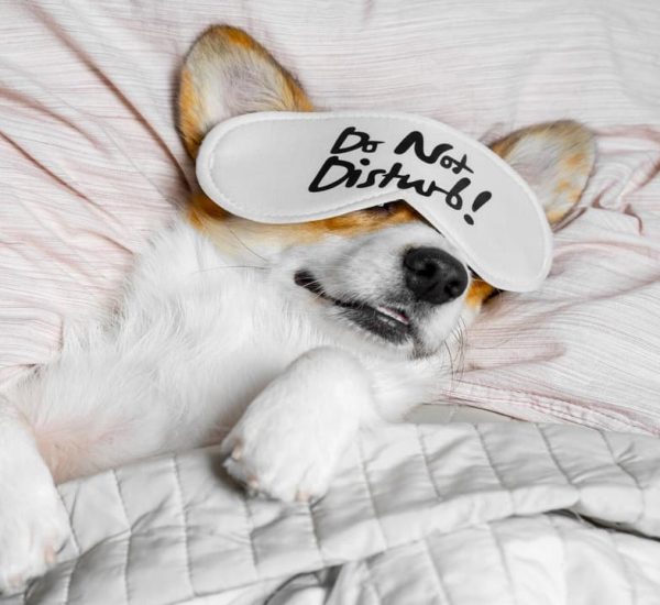 Eclampsia en perros que es, como reconocerla, cuales son los