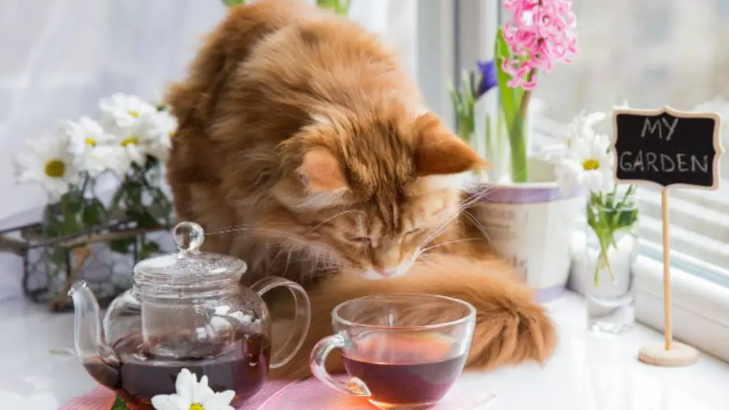 ¿Puede el gato beber té de manzanilla? Que saber sobre esta sustancia