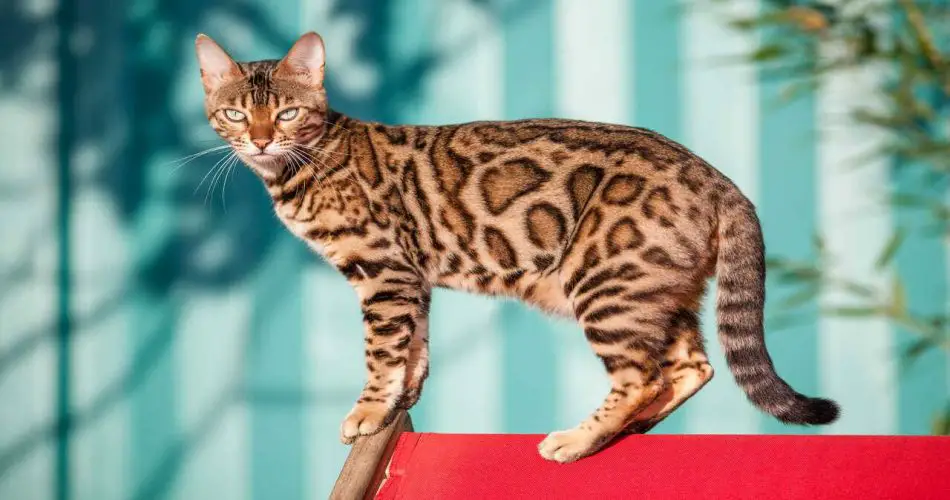 Razas híbridos: cruces gatos domésticos gatos salvajes - Vida con Mascotas ▷➡️