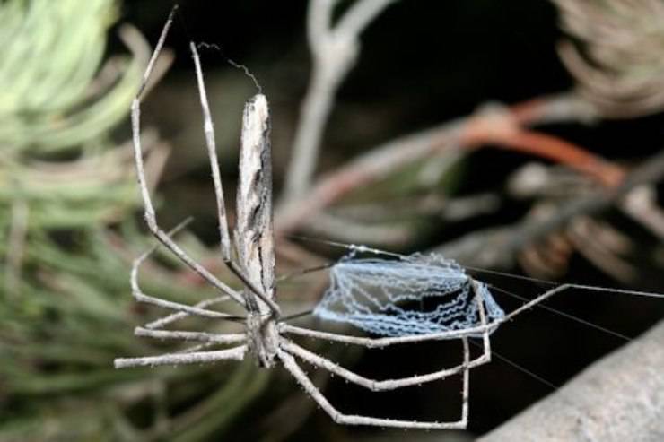 Araña Deinopidae