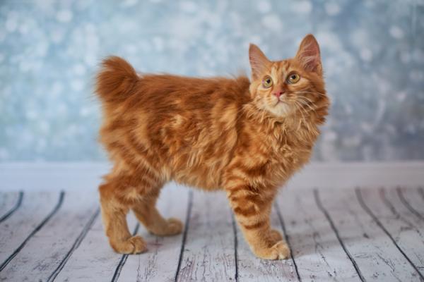 Gato con cola rota: causas y remedios - Gatos sin cola