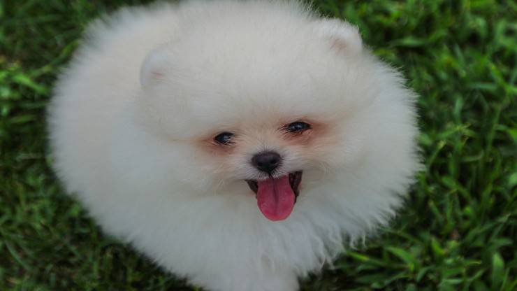 Adoptar Un Volpino Di Pomerania Todas Las Razones Y Cual Es Su Dueno Ideal Vida Con Mascotas