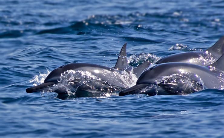 los delfines aprenden a cazar