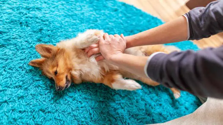 Ataque cardíaco en perros Ataque cardíaco en perros