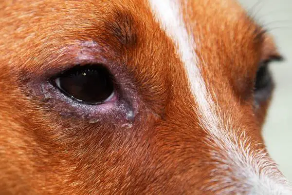 Blefaritis en perros: síntomas y tratamiento