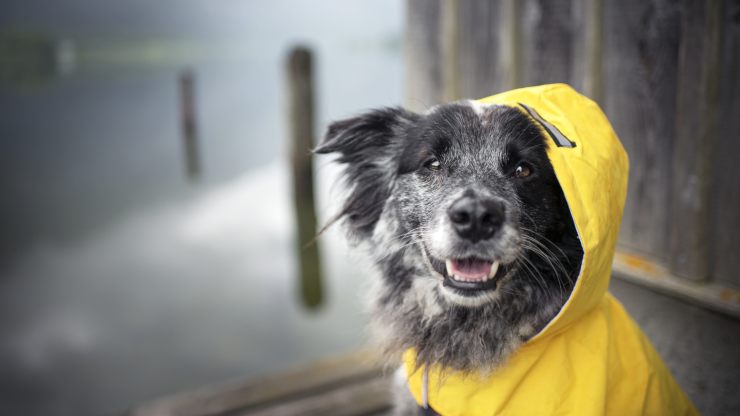 perro bajo la lluvia impermeables para perros