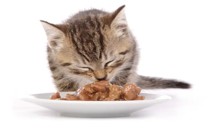 comida húmeda para gatos comida húmeda para gatos