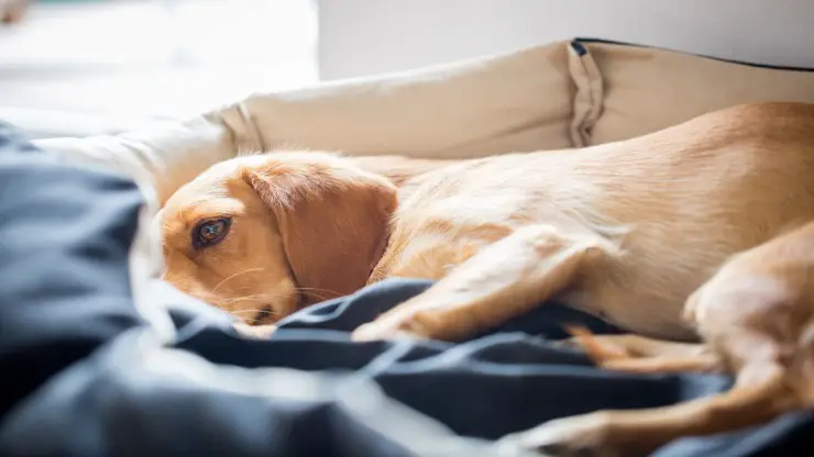 Comida para perros estreñidos Comida para perros estreñidos