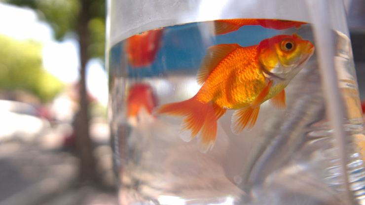 pescado en la bolsa cómo agregar un pez nuevo al acuario