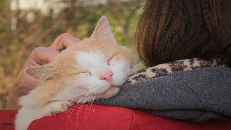 Cómo y dónde no acariciar al gato Cómo y dónde no acariciar al gato