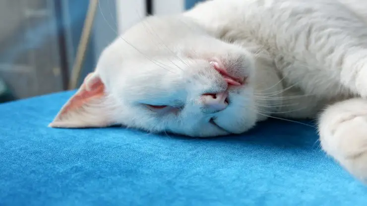 Cuidar a un gato moribundo Cuidar a un gato moribundo