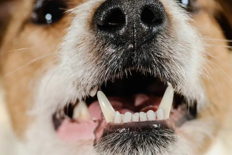 Diente roto en el perro Diente roto en el perro