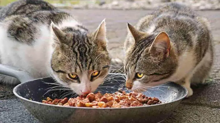 los gatos comen comida para la dieta de vómito gato dieta barf alimentación gatito
